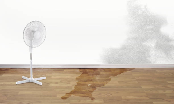 Best Mold removal after water damage  in Malad City, ID